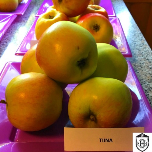Malus domestica 'Tiina' - Õunapuu 'Tiina'